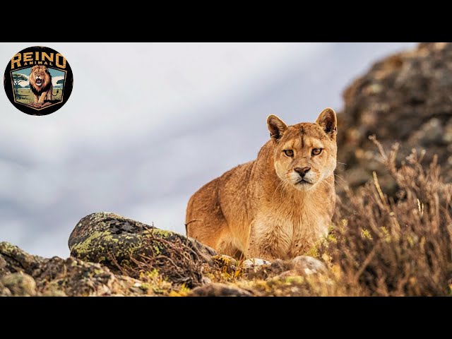 Depredador y Presa: La Carrera entre el Puma y el Impala #animalessalvajes | Reino Animal