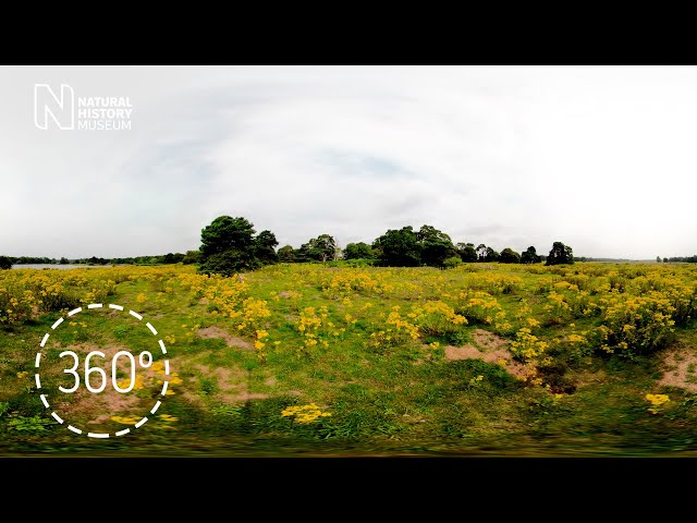 The unusual habitats of the Norfolk Brecks: a 360° tour | Natural History Museum