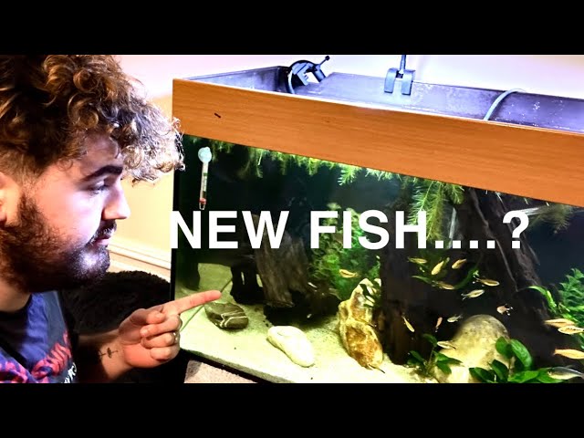 New 200L fish tank scape with new fish…..?