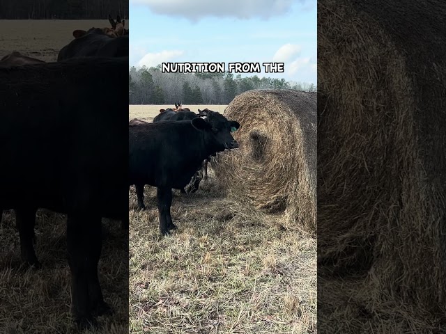 What Happens When You Feed Grain to Cattle?