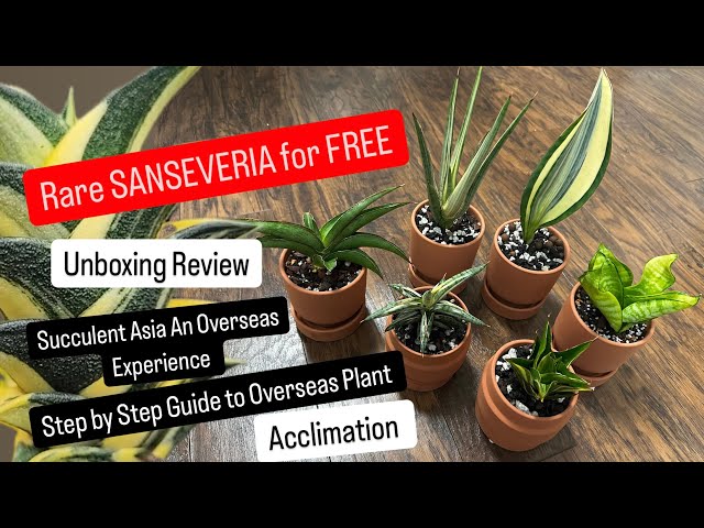 Rare Sanseveria for FREE Unboxing Review of Succulents Asia Plants from Indonesia Step by Step Guide