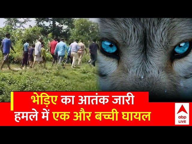 Operation Bhediya: भेड़िए का आतंक जारी, Barabanki में एक और बच्ची घायल | UP News | ABP News