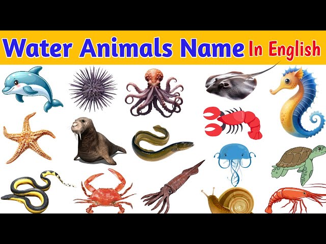 Water Animals | Water Animals Name in English | Sea Animals | Aquatic Animals