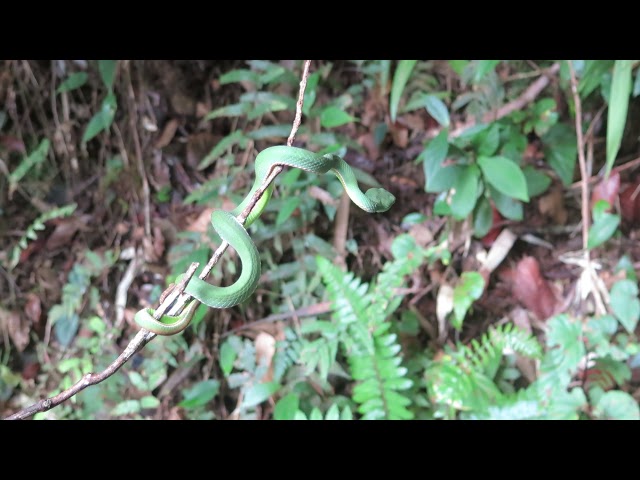 Trimeresurus (Popeia) sabahi