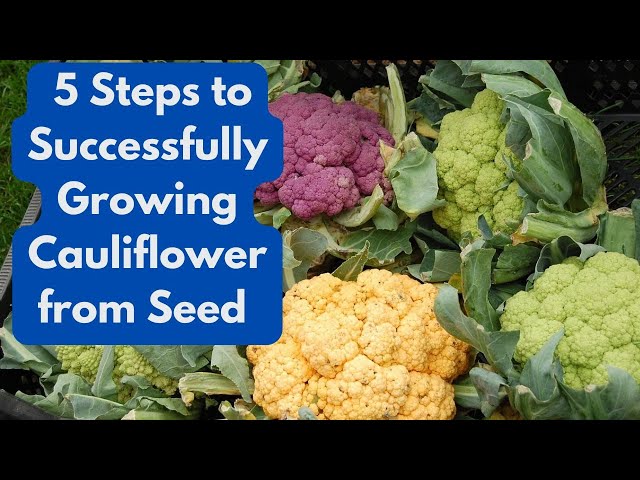 5 Steps to Successfully Growing Cauliflower from Seed