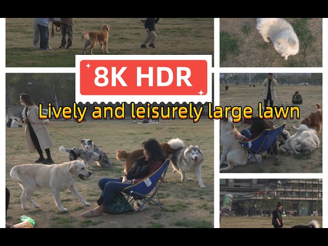 【8K HDR】 Lively and leisurely large lawn/sony a1 8K30 520M 4:2:2 10bit pp10 HDR