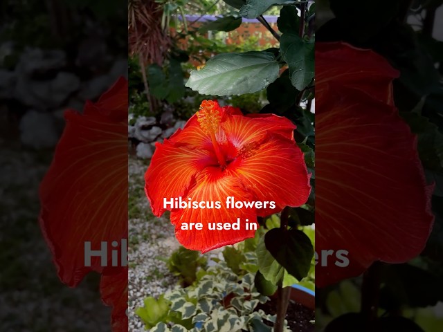 Traditional remedy for high blood pressure, cholesterol, cramps #hibiscus #homeremedies #homeremedy