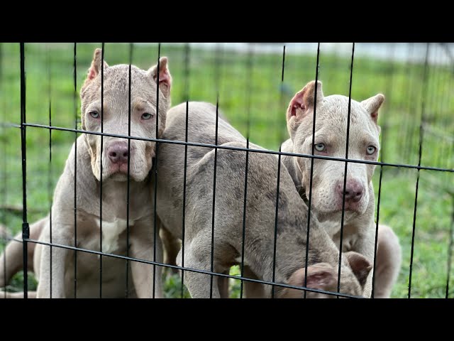 Pack of Wolves Attack Everyone 🤬😍 XL Lilac Tri’s American Bullies 😍🔥🧬✈️