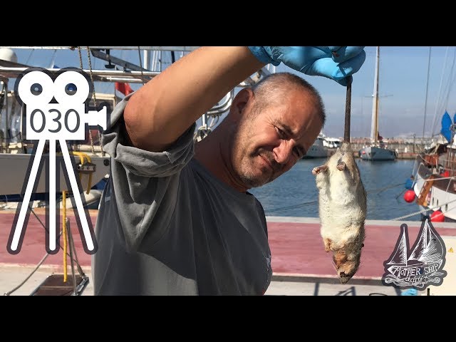 Rat Onboard! Horror of Finding a Rat on our Boat - Liveaboards Nightmare 030