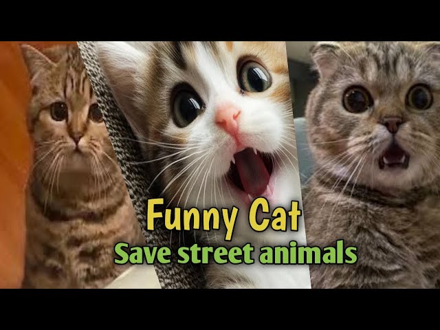 Cats being LEGENDS ! Funny Cat Video 2025 |  Cat trending viral video live | Help street animals