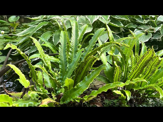 Fancy Fronds Nursery Unboxing! | The Barefooted Gardener