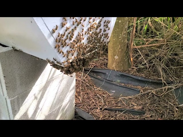 Visiting a #bee farm in #Kailua #Oahu #Hawaii