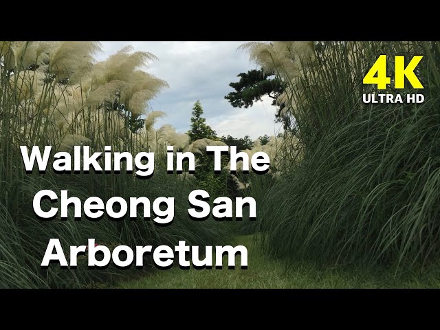 Walking in Autumn Arboretum | CHEONGSAN Arboretum | Relaxing music