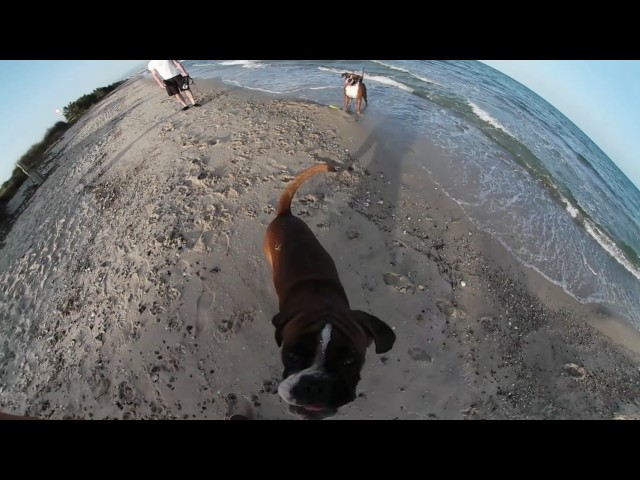 Bruce&Zeno-Al mare, Giorgino(CA)