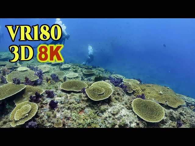 [ 8K 3D VR180 ] 伊豆大島 3D バーチャル・ダイビング Stereoscopic Virtual Diving in Izu-oshima-island,Tokyo,Japan