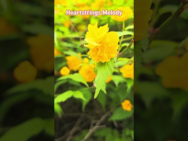 Heartstrings Melody #PleaseShareIfYouLike #FromSouthKorea #worldmusictv