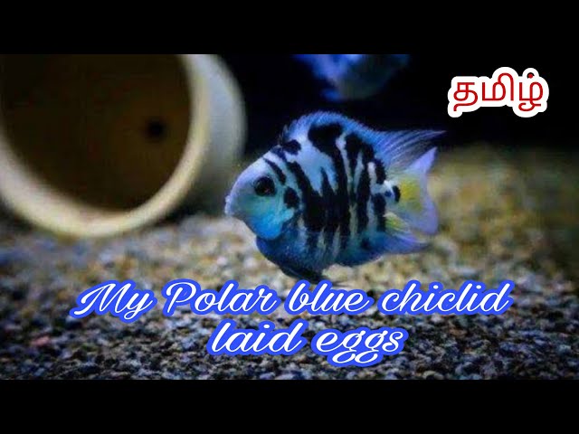 Polar blue chiclid laid eggs | தமிழ் | Pets for You