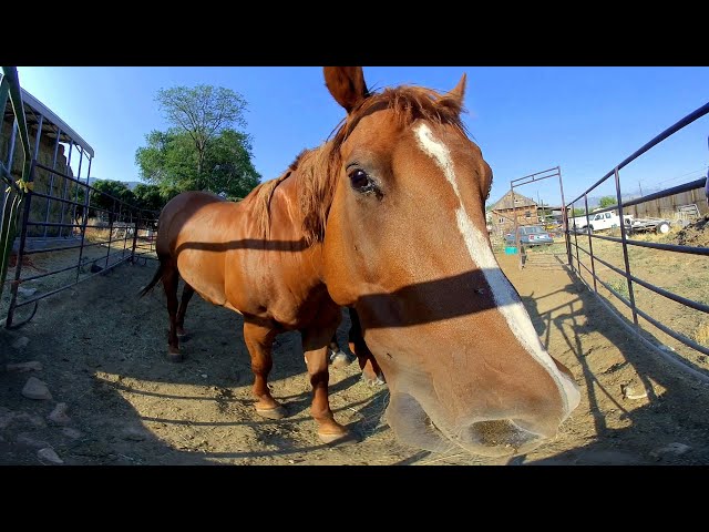 Horses in 3D VR