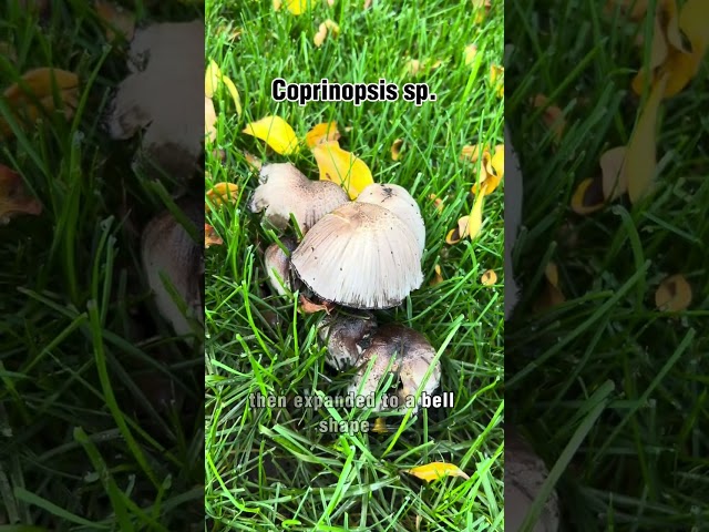 Watch How This Mushroom Dies (#mycology)