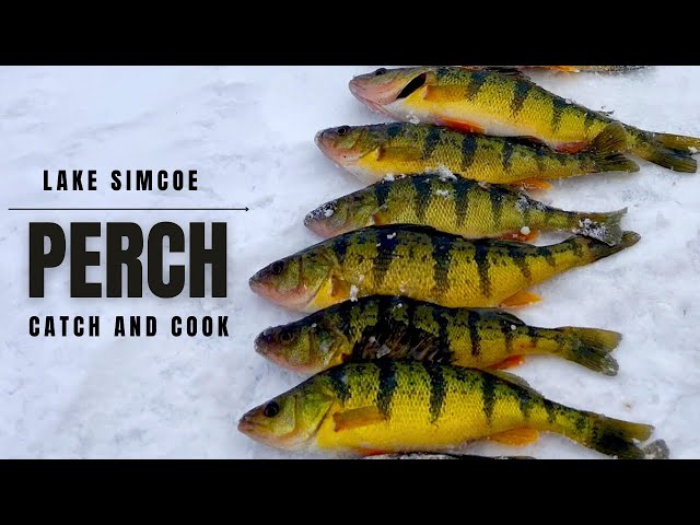 Yellow Perch Catch and Cook (AMAZING DAY)