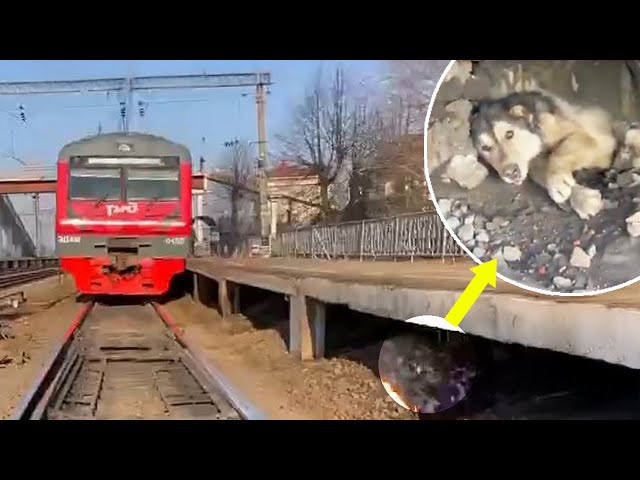 Dog Heartbroken After Being Abandoned—Gets Injured Chasing Train in Desperation