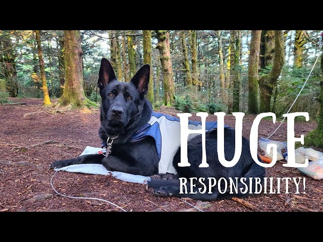 The REALITIES of Backpacking with a Dog