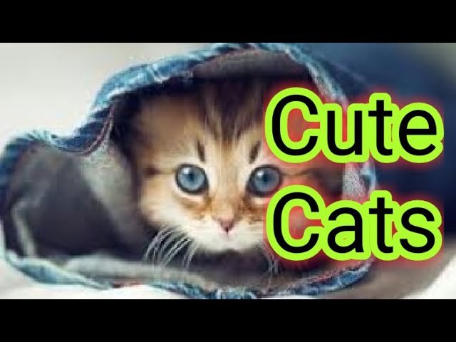 Cute Baby Cats💗Funny Compilation Cute Moment Of The Cats #1