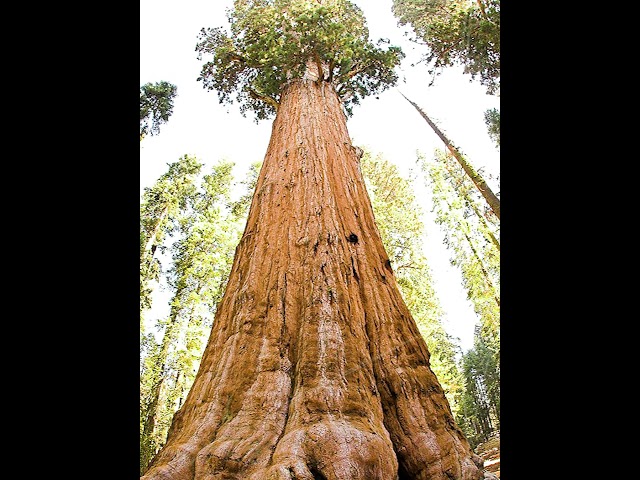 The largest tree on Earth