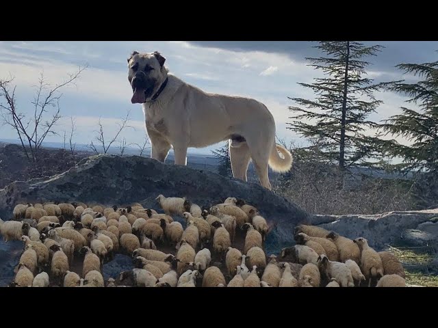 ANADOLU'NUN EN GÜÇLÜ ÇOBAN KÖPEKLERİ !! HD BELGESEL