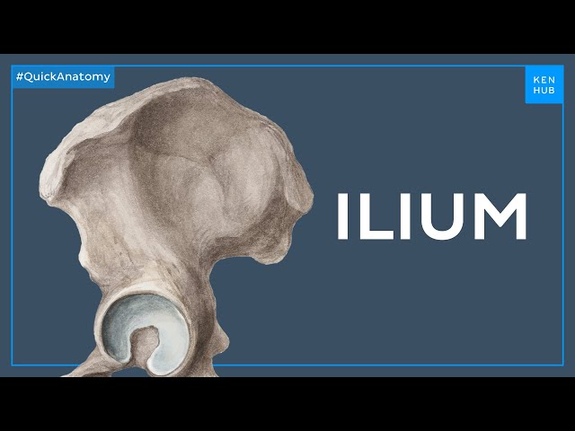 Anatomy of the ilium - Quick Anatomy | Kenhub