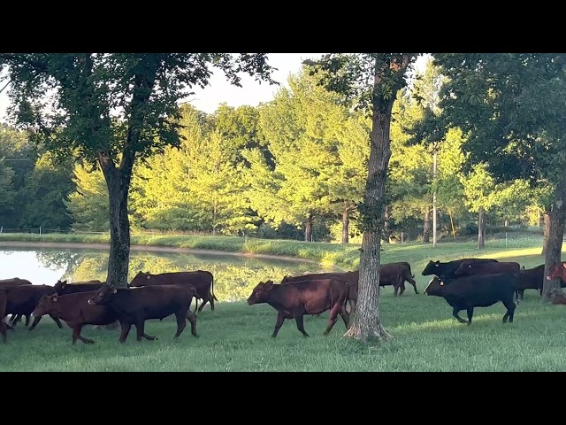 Cattle mob mowing yard before our grazing school.