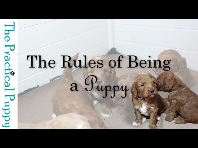 The Rules of Being a Puppy