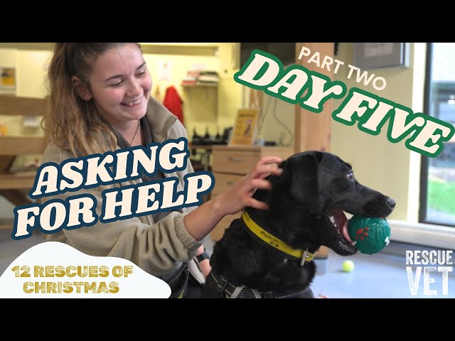 How to find help for you and your pets this Christmas ❤️ | DAY 5 PART TWO: 12 RESCUES OF CHRISTMAS