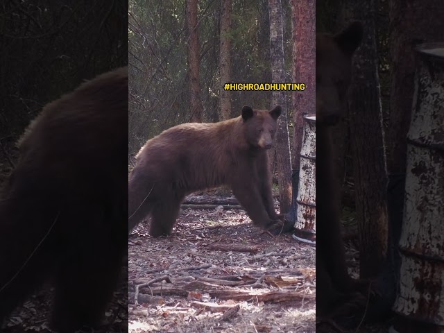 Rare Black Bear Hunt