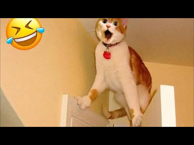 Pets Gone Wild! Funniest Cats & Dogs Compilation Ever 🐕🐈🤣