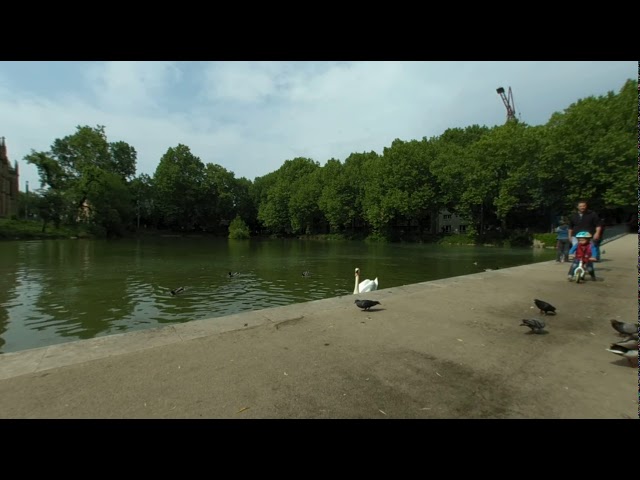 VR 180 3D Swan and Ducks in Lake in Germany