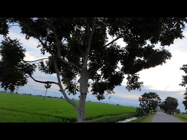 Beauty of Nature  |  Beautiful Nature 4K Video |  AMAZING GREEN NATURE SCENE