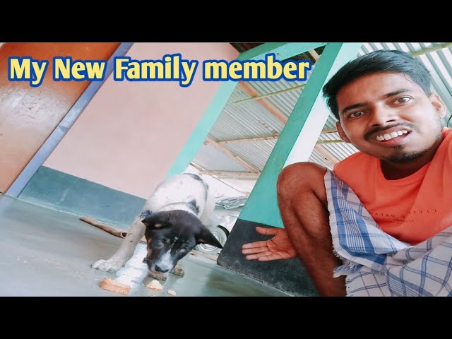 My dog is missing || Assamese vlog || Street Dog Pluto ||