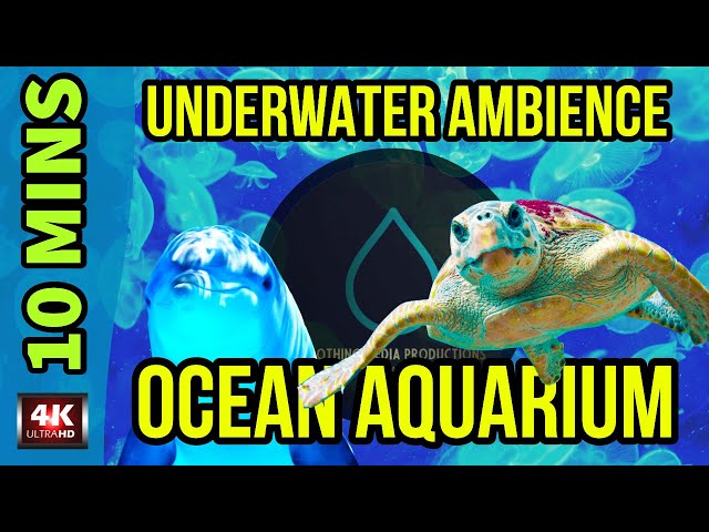 4K | Underwater Aquarium Ocean Ambience | Relaxing Nature Sounds | Relaxation + Meditation🐢