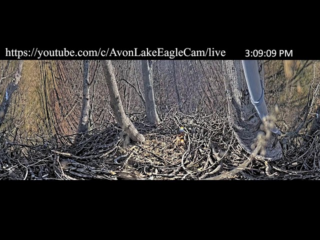 Avon Lake Eagle Cam 1 - 360 Degree