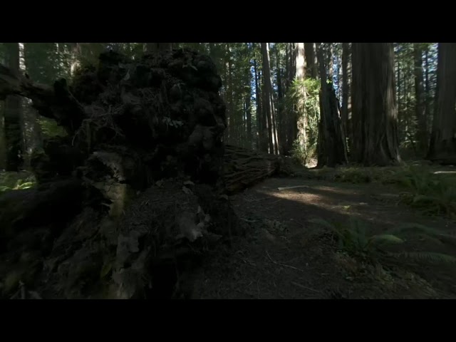 Redwood Forest Fallen Tree Mindfulness