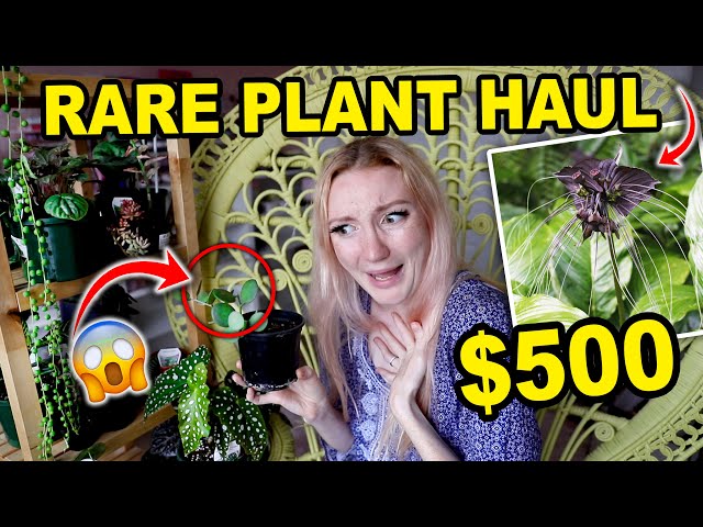 $500 RARE PLANT HAUL!!! HUGE RARE HOUSEPLANT HAUL | 21 RARE HOUSEPLANTS 2021