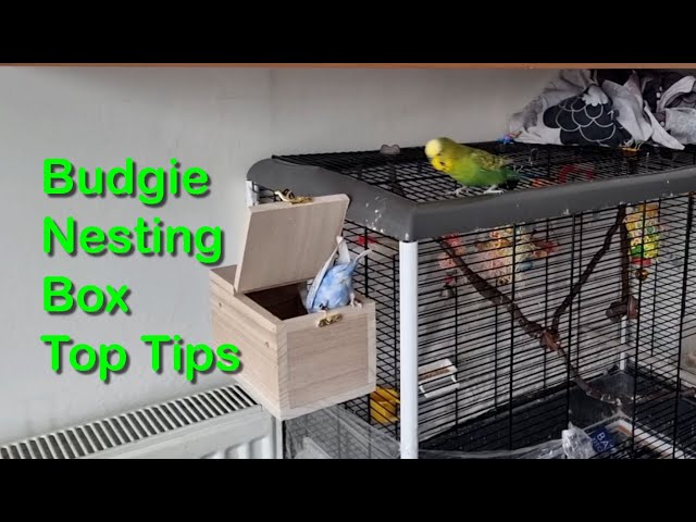 How to Get Budgies to Use Nesting Box Top Tips - Breeding Budgies for Beginners UK - (3)