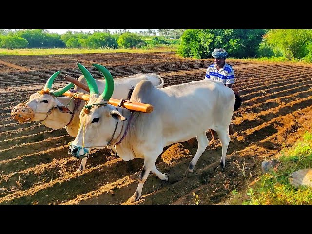 Antiquated method of plough by OX | Agriculture India