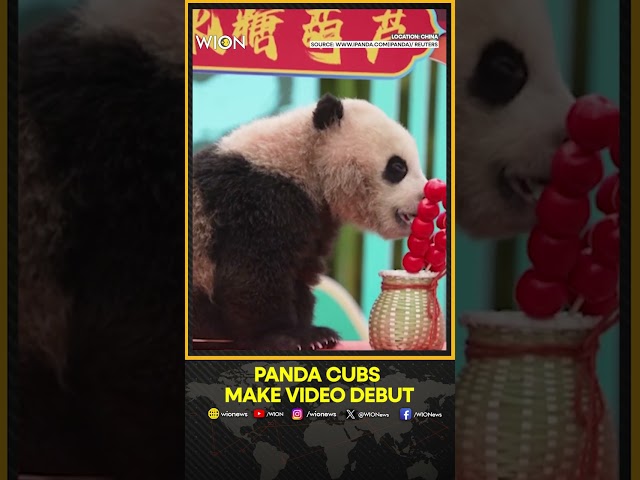 25 Panda Cubs Make Adorable Debut Via Video In Sichuan Ahead Of Spring Festival | WION Shorts