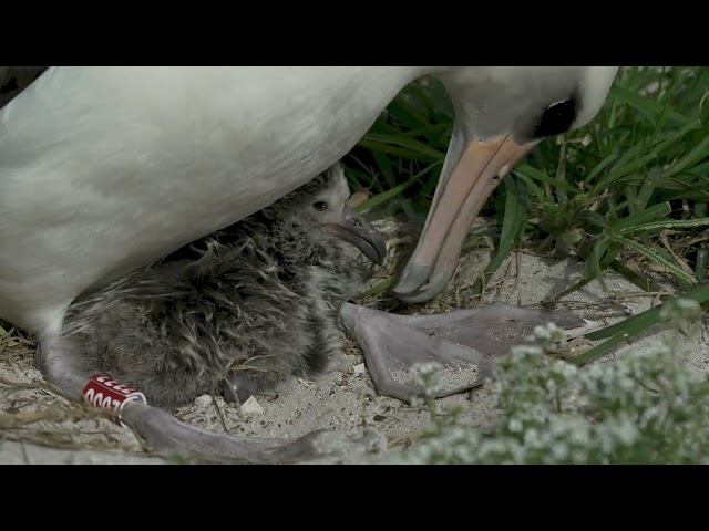 Wisdom meets her newly hatched chick for the first time on Midway Atoll Refuge. 02_06_2025