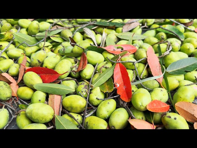 Planchonella Obovat Fruit Hacks 3 Simple Tricks to Instantly Improve Taste