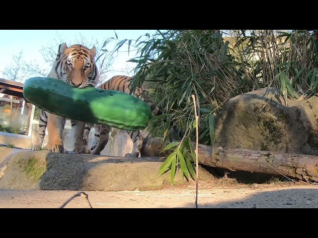 Tiger Brothers Attack Giant Pickle