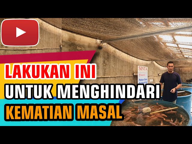 LANGKAH MENCEGAH KEMATIAN MASAL SAAT PERGI JAUH - BUDIDAYA IKAN NILA DENGAN SISTEM RAS