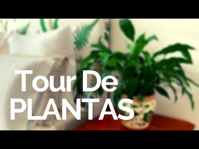 Tour De Plantas De Interior EN VIVO -  Plantas de sombra